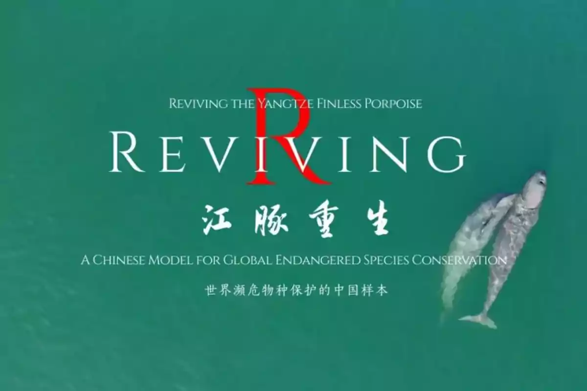 Imagen de un delfín nadando en un fondo verde con el texto "Reviving the Yangtze Finless Porpoise" y caracteres chinos, destacando un modelo chino para la conservación de especies en peligro de extinción.