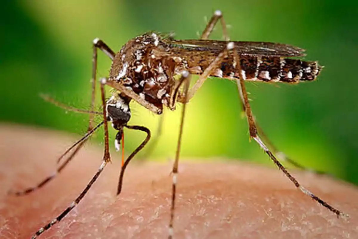 Un mosquito posado sobre la piel de una persona.