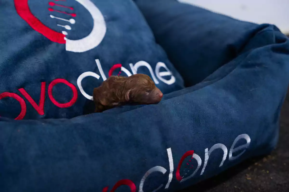 Cachorro recién nacido de pelaje marrón acostado en una cama azul con el logo de una empresa bordado