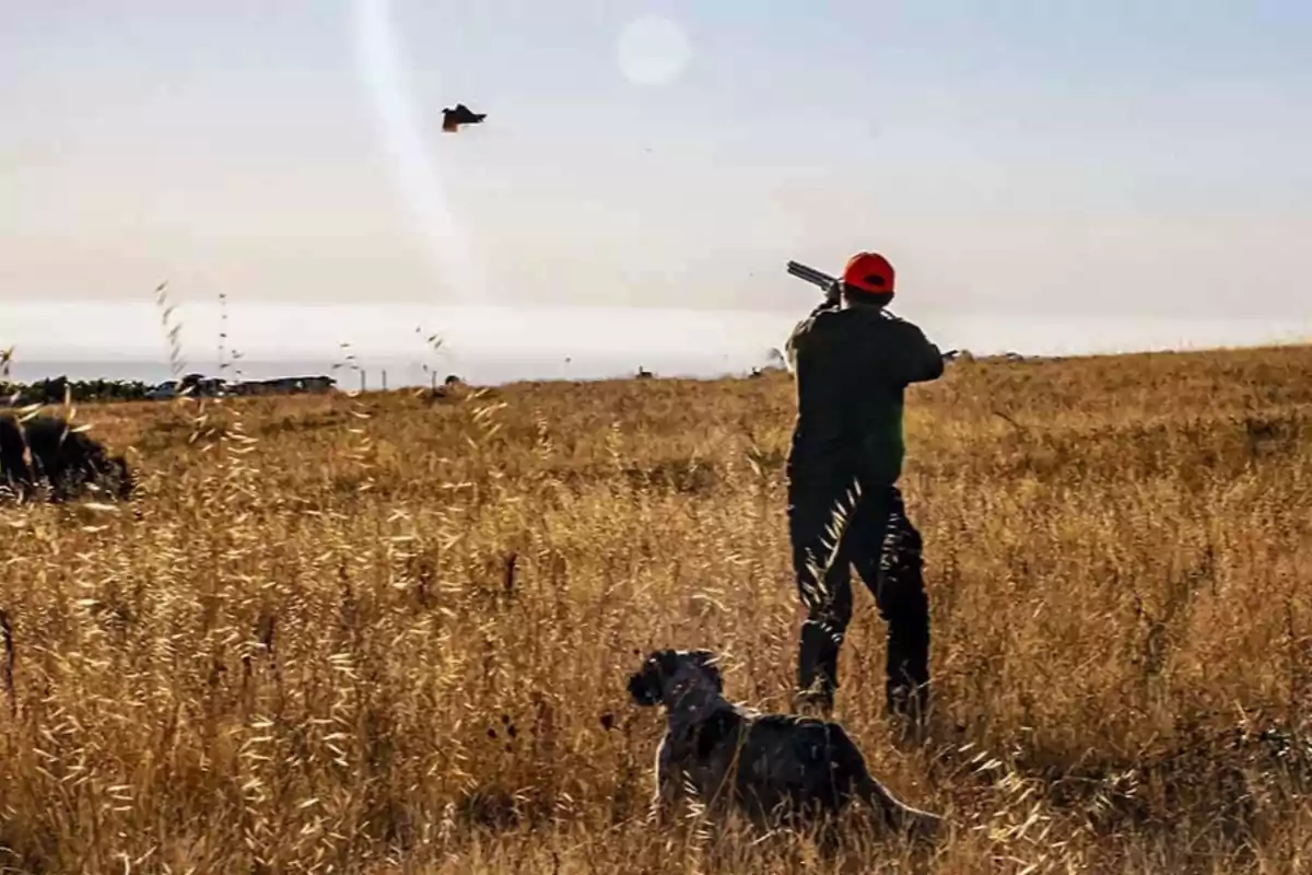 Hombre con gorra naranja cazando aves en un campo seco acompañado de un perro