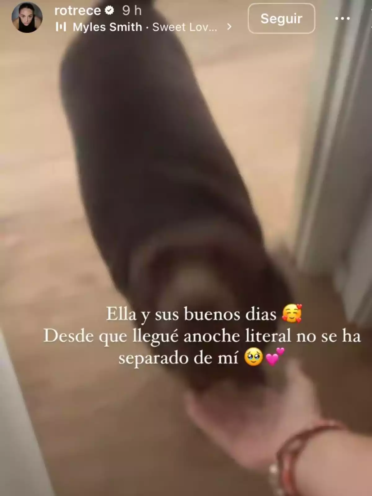 Perro cubierto con una manta marrón acercándose a una persona que le extiende la mano en un pasillo iluminado Perro cubierto con una manta marrón acercándose a una persona que le extiende la mano en un pasillo iluminado