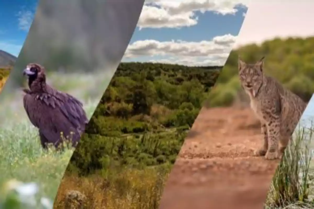 Imagen dividida en franjas diagonales que muestra un buitre, un paisaje natural, un lince y vegetación