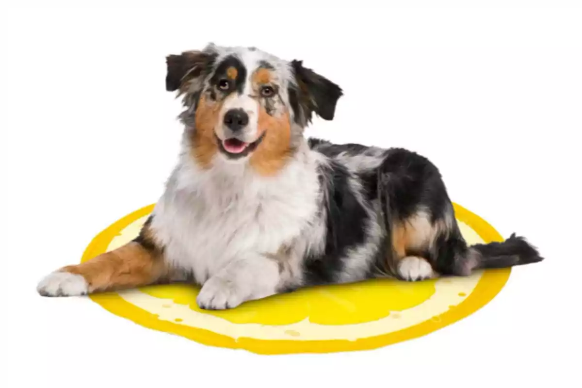 Perro de pelaje tricolor acostado sobre una alfombra amarilla con forma de rodaja de limón Perro de pelaje tricolor acostado sobre una alfombra amarilla con forma de rodaja de limón