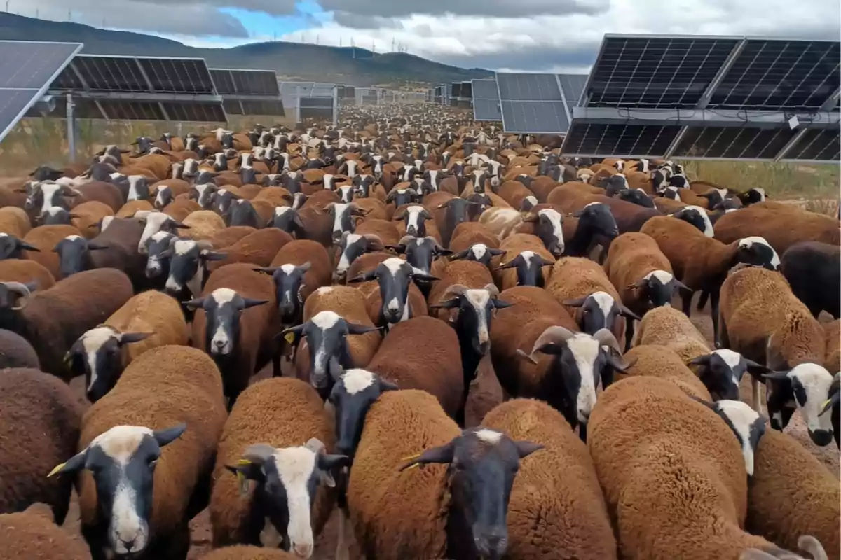 Un gran rebaño de ovejas de color marrón y blanco camina entre paneles solares en un campo bajo un cielo nublado. Un gran rebaño de ovejas de color marrón y blanco camina entre paneles solares en un campo bajo un cielo nublado.