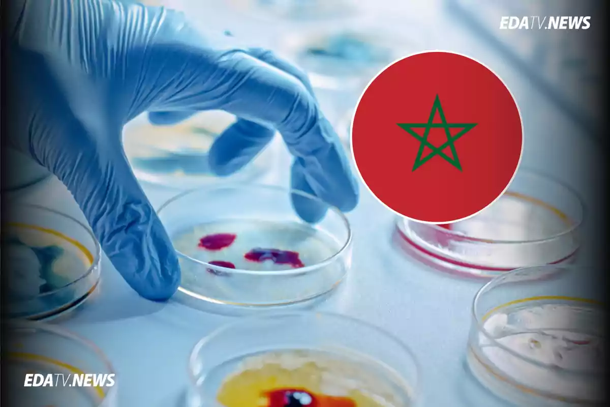 Mano con guante azul manipulando placas de Petri junto a un círculo con la bandera de Marruecos