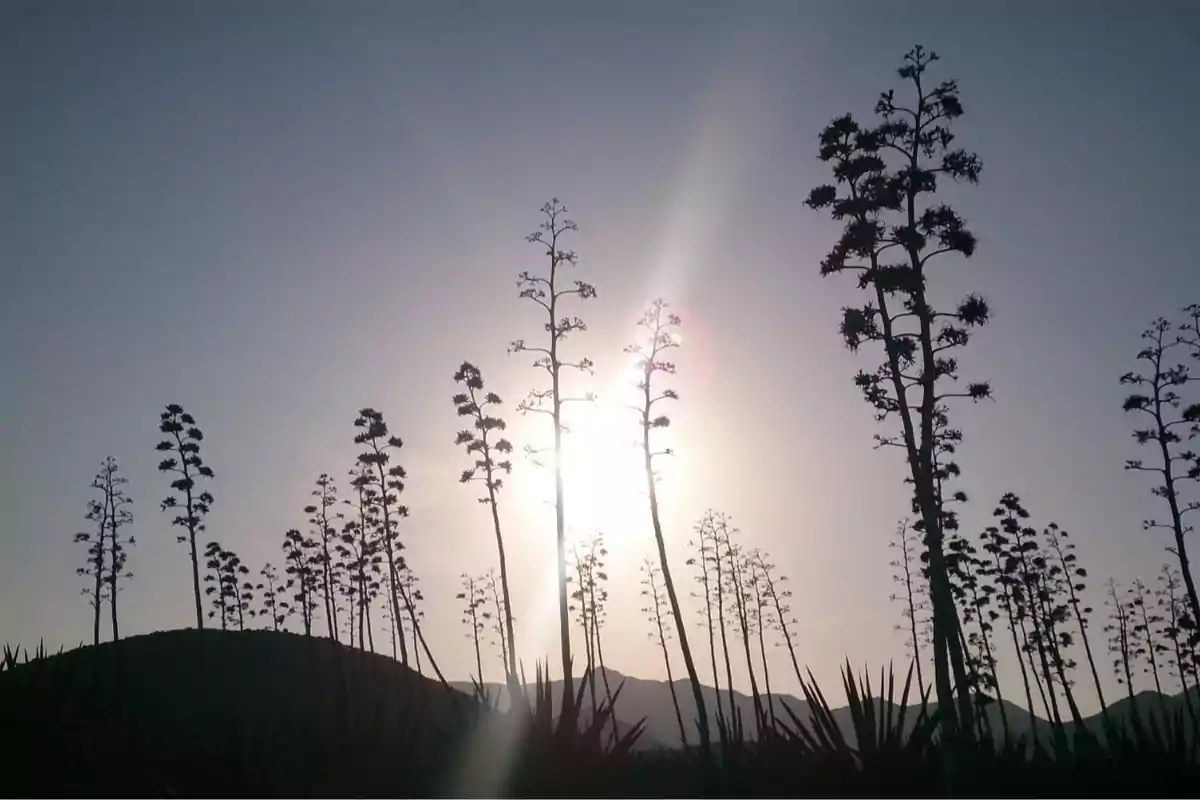 Paisaje de agaves altos con el sol brillando detrás y montañas al fondo Paisaje de agaves altos con el sol brillando detrás y montañas al fondo