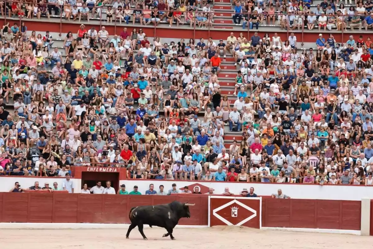 Un toro negro camina en una plaza de toros llena de espectadores atentos en las gradas.