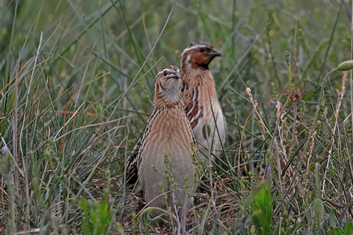 Dos aves pequeñas de plumaje marrón y blanco entre pasto y vegetación silvestre Dos aves pequeñas de plumaje marrón y blanco entre pasto y vegetación silvestre