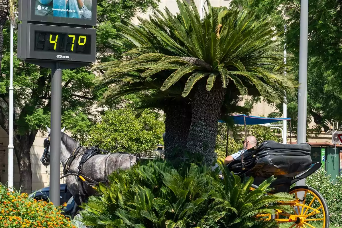 Un termómetro marca 47 grados mientras un hombre conduce una calesa tirada por un caballo entre palmeras y vegetación en un día soleado. Un termómetro marca 47 grados mientras un hombre conduce una calesa tirada por un caballo entre palmeras y vegetación en un día soleado.
