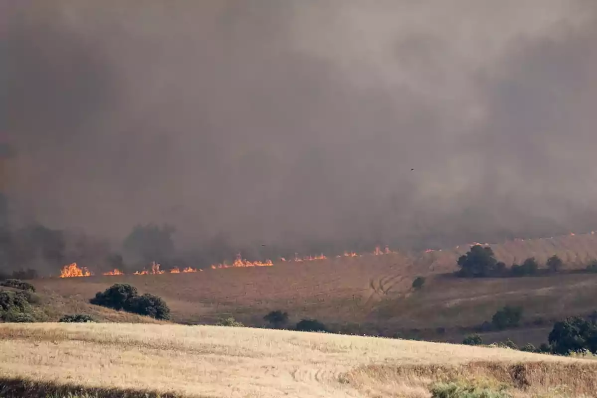 Incendio forestal avanzando por un campo seco con humo denso cubriendo el cielo Incendio forestal avanzando por un campo seco con humo denso cubriendo el cielo
