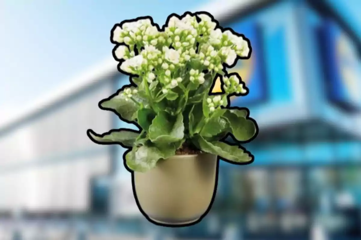 Maceta beige con planta de flores blancas y hojas verdes en primer plano sobre un fondo de edificio desenfocado Maceta beige con planta de flores blancas y hojas verdes en primer plano sobre un fondo de edificio desenfocado
