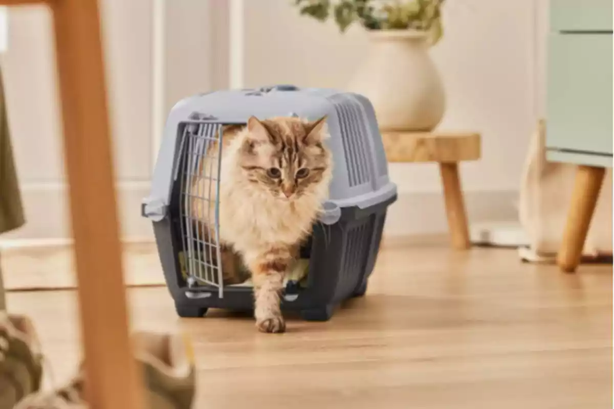 Gato de pelo largo saliendo de un transportín gris en una habitación acogedora Gato de pelo largo saliendo de un transportín gris en una habitación acogedora