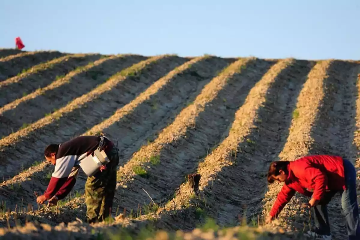Dos personas trabajan agachadas en un campo de cultivo con surcos de tierra bajo un cielo despejado Dos personas trabajan agachadas en un campo de cultivo con surcos de tierra bajo un cielo despejado