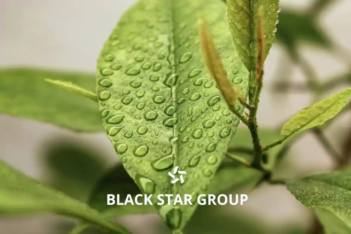 Hoja verde con gotas de agua y el texto BLACK STAR GROUP en el centro