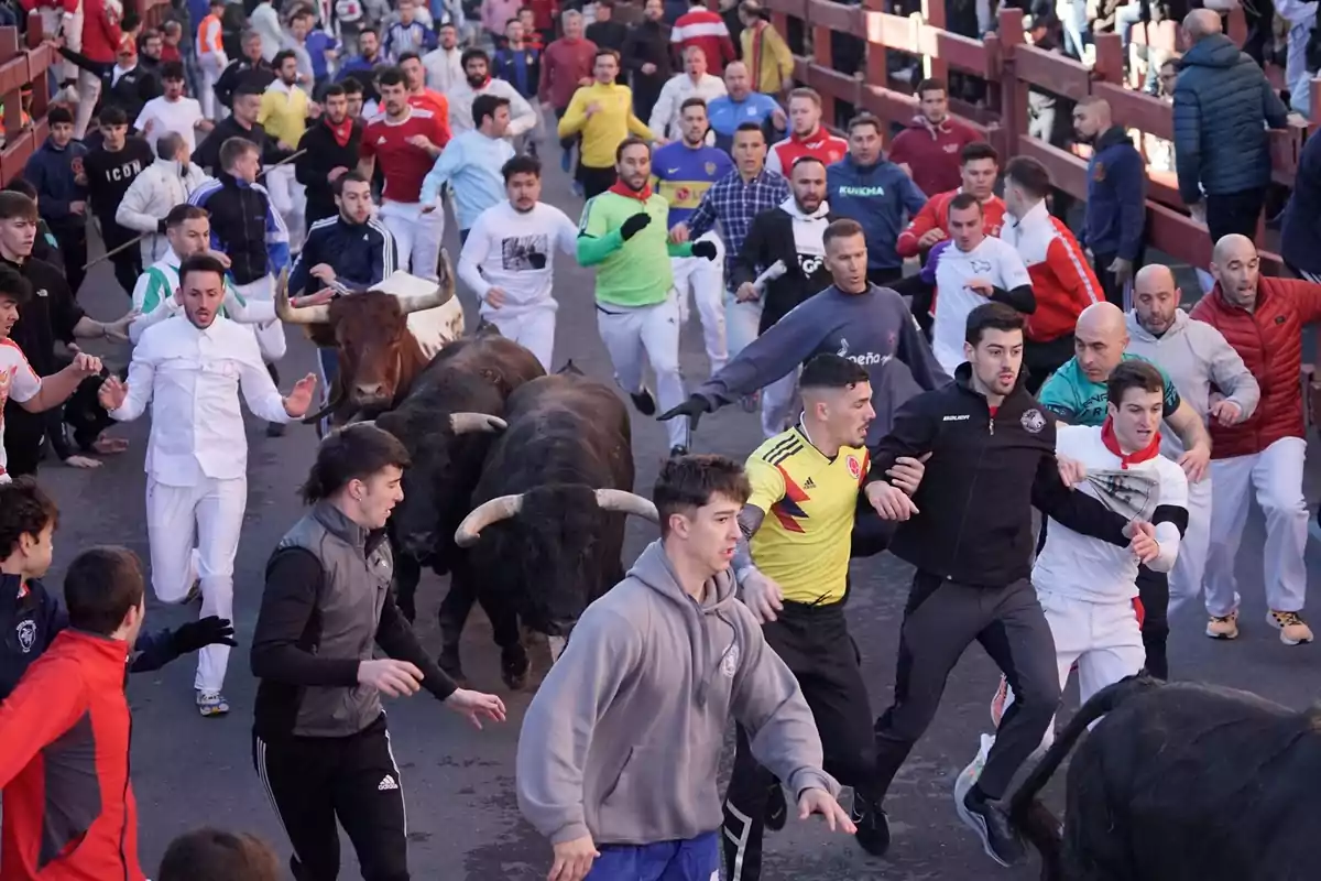 Un grupo de personas corre por una calle junto a varios toros durante un encierro en una festividad tradicional Un grupo de personas corre por una calle junto a varios toros durante un encierro en una festividad tradicional