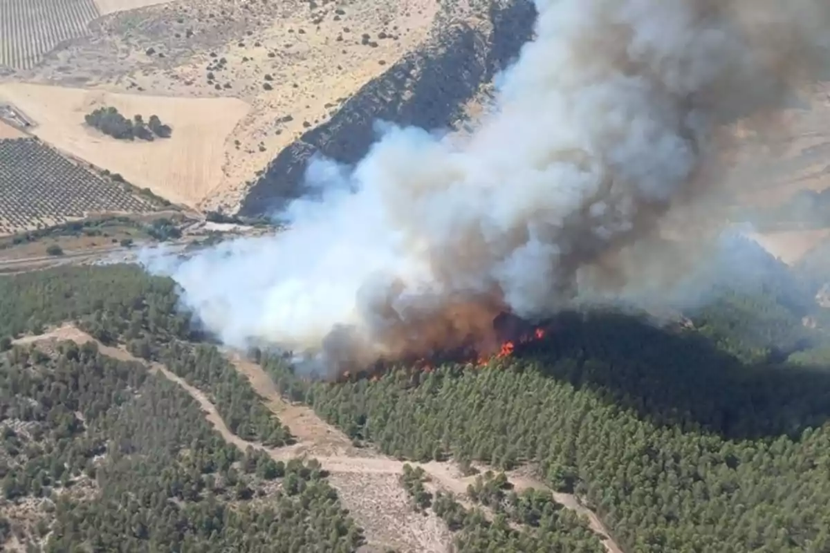 Incendio forestal en una zona de pinos con una gran columna de humo elevándose sobre el bosque