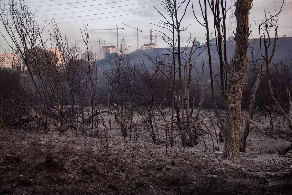 Árboles quemados y suelo cubierto de cenizas tras un incendio forestal con grúas y edificios al fondo bajo un cielo nublado Árboles quemados y suelo cubierto de cenizas tras un incendio forestal con grúas y edificios al fondo bajo un cielo nublado