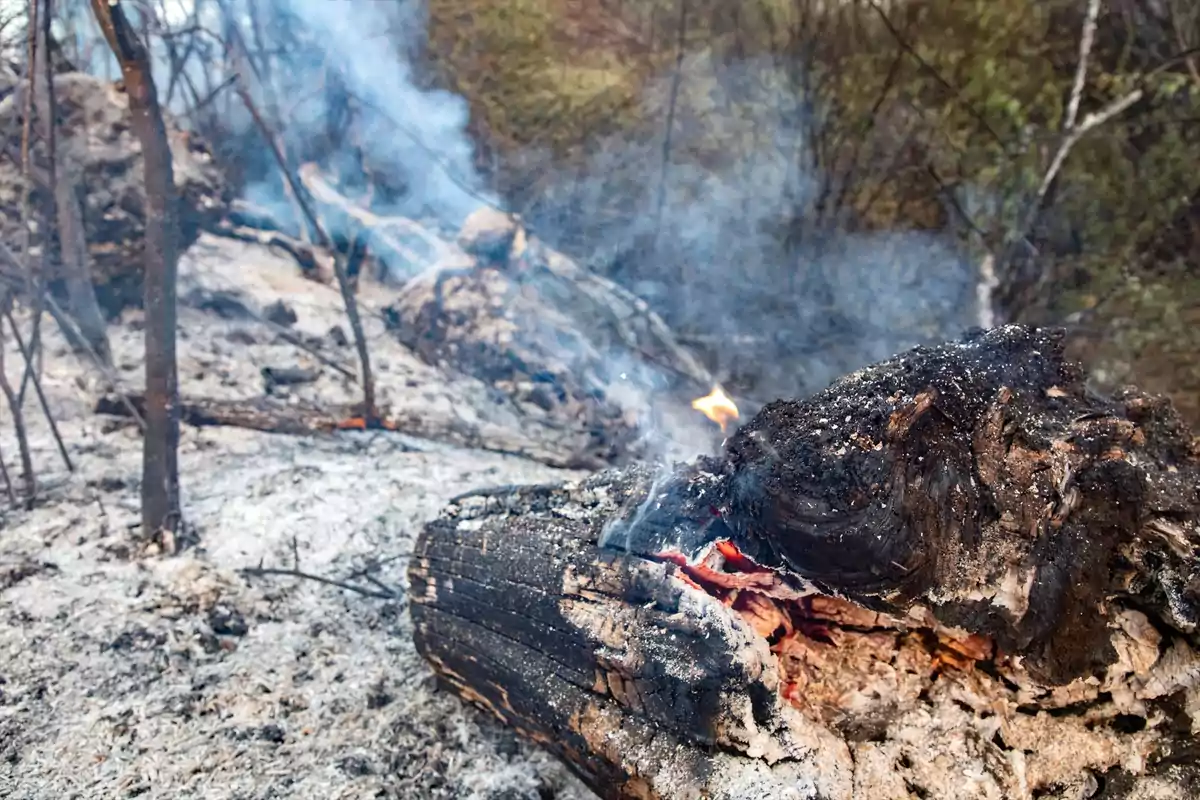 Tronco quemado con cenizas y humo en un área de bosque después de un incendio