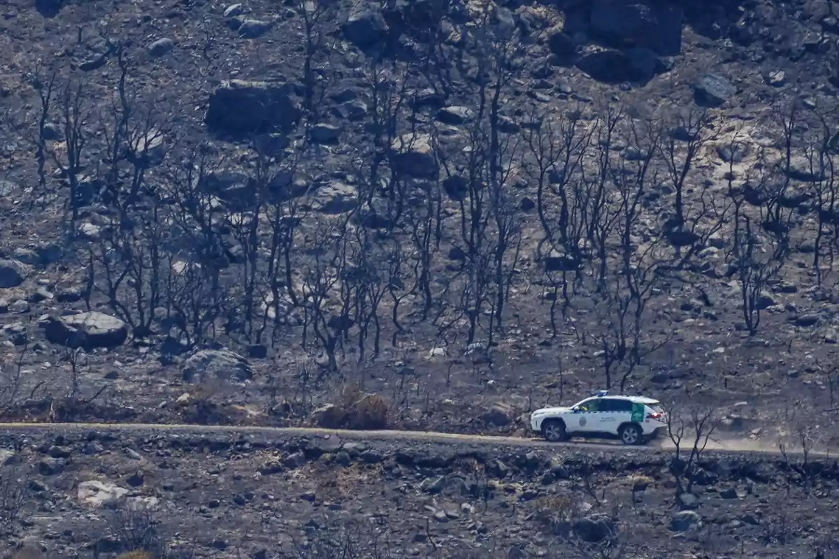 Una camioneta blanca circula por un camino de tierra rodeado de árboles quemados y un paisaje árido.
