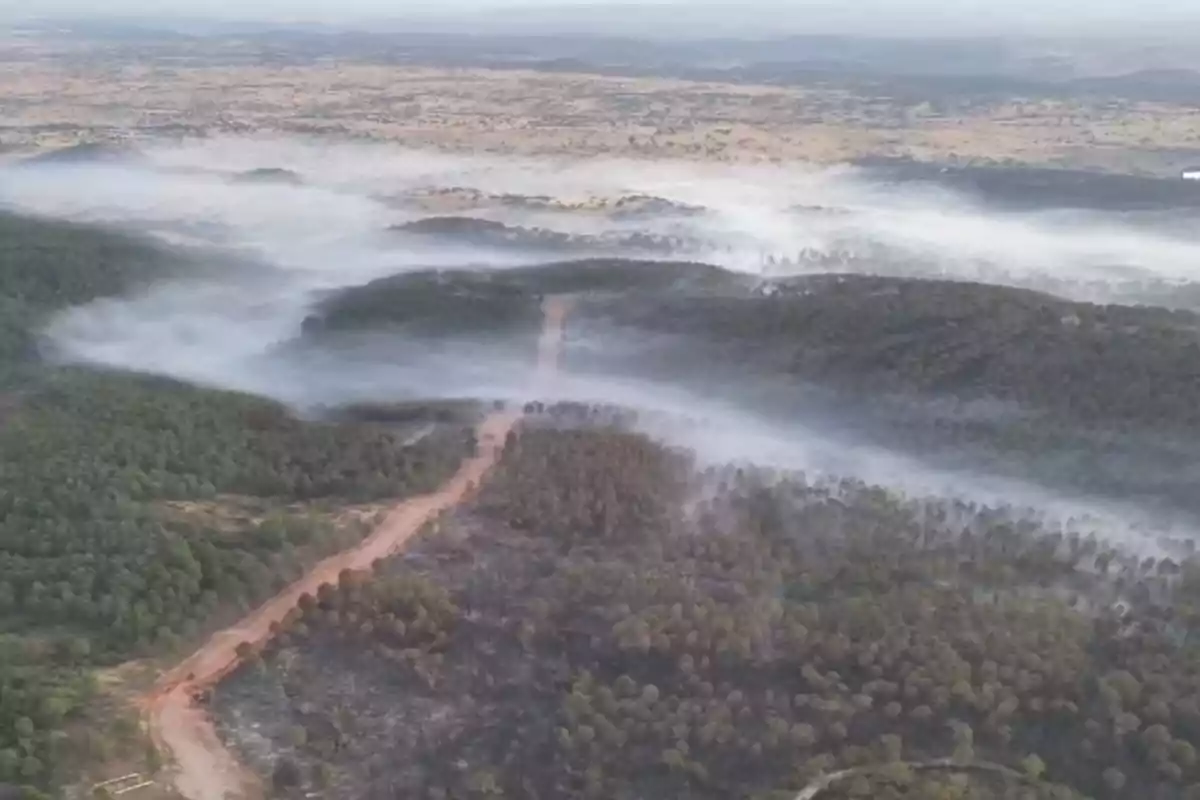 Vista aérea de un bosque con humo cubriendo la vegetación y una carretera de tierra atravesando la zona afectada por un incendio forestal Vista aérea de un bosque con humo cubriendo la vegetación y una carretera de tierra atravesando la zona afectada por un incendio forestal