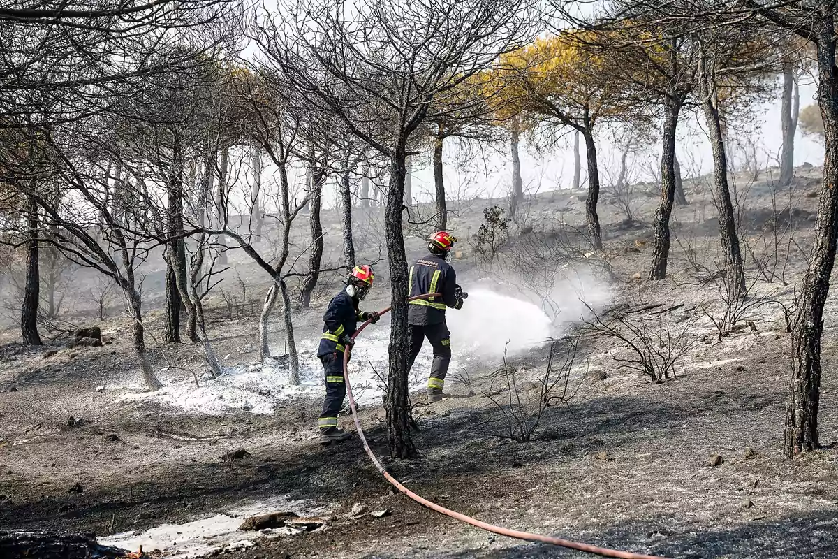 Dos bomberos apagan un incendio forestal en un área de árboles quemados y suelo cubierto de cenizas