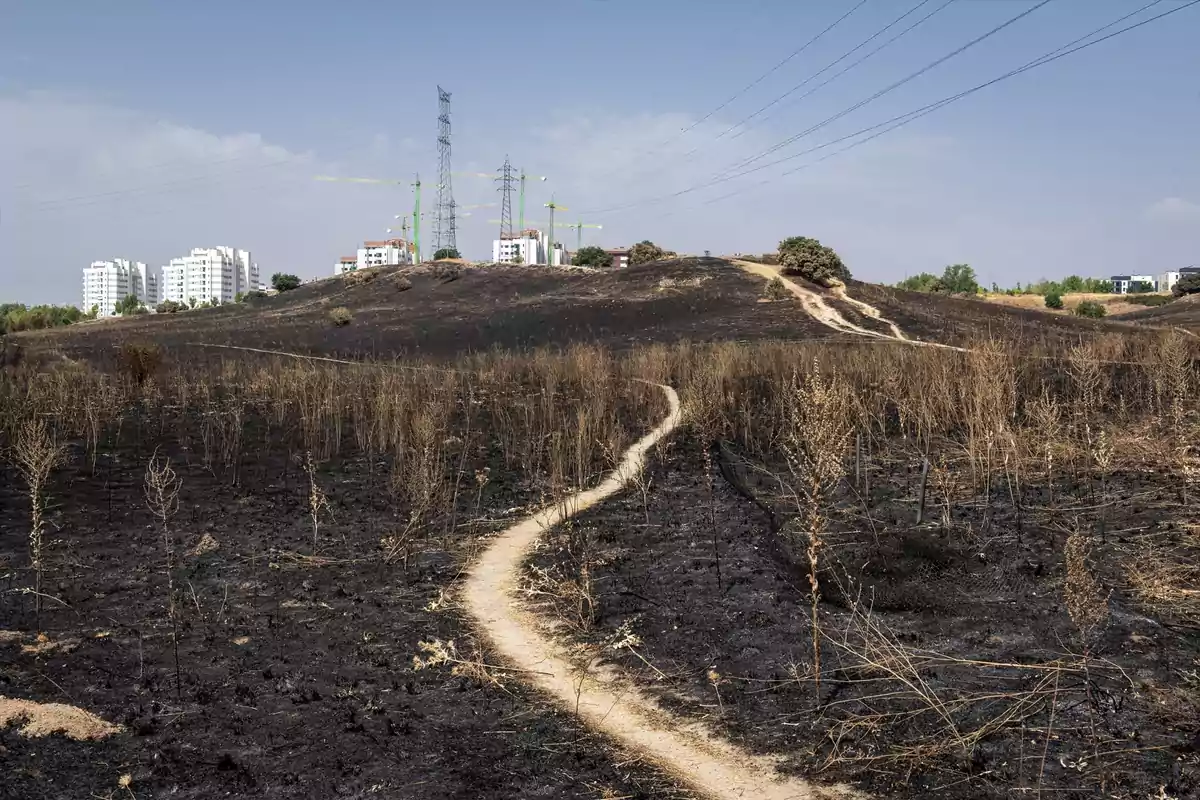 Un sendero de tierra atraviesa un campo quemado con vegetación seca y edificios al fondo bajo un cielo despejado Un sendero de tierra atraviesa un campo quemado con vegetación seca y edificios al fondo bajo un cielo despejado