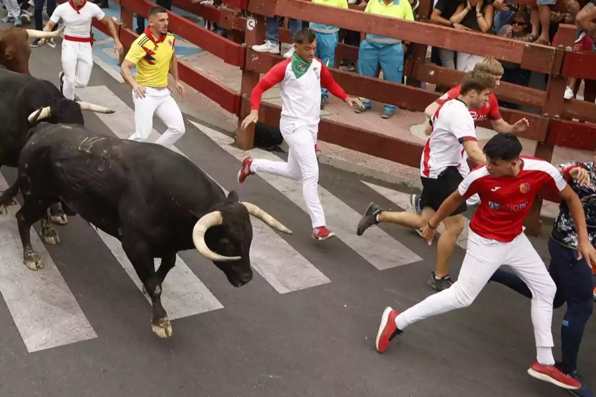 Personas corriendo delante de toros en un encierro mientras el público observa desde detrás de una valla de madera