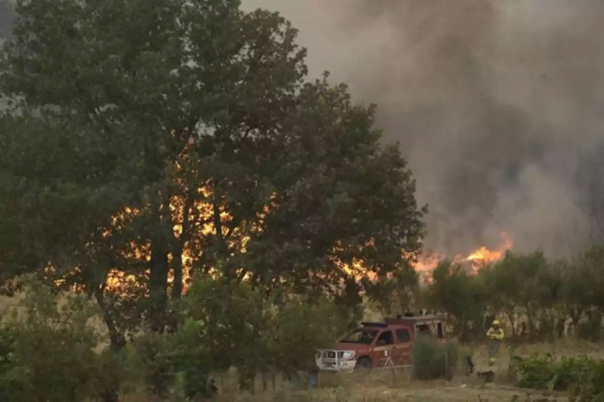 Incendio forestal con llamas y humo detrás de un árbol grande mientras un camión de bomberos y un bombero están en primer plano Incendio forestal con llamas y humo detrás de un árbol grande mientras un camión de bomberos y un bombero están en primer plano