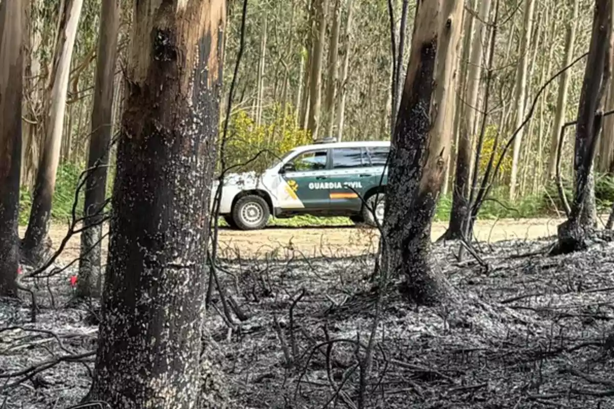 Un coche de la Guardia Civil está estacionado en un camino de tierra junto a un bosque con árboles quemados y suelo cubierto de cenizas tras un incendio. Un coche de la Guardia Civil está estacionado en un camino de tierra junto a un bosque con árboles quemados y suelo cubierto de cenizas tras un incendio.