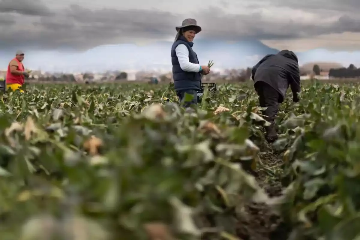 Personas trabajando en un campo de cultivo bajo un cielo nublado Personas trabajando en un campo de cultivo bajo un cielo nublado