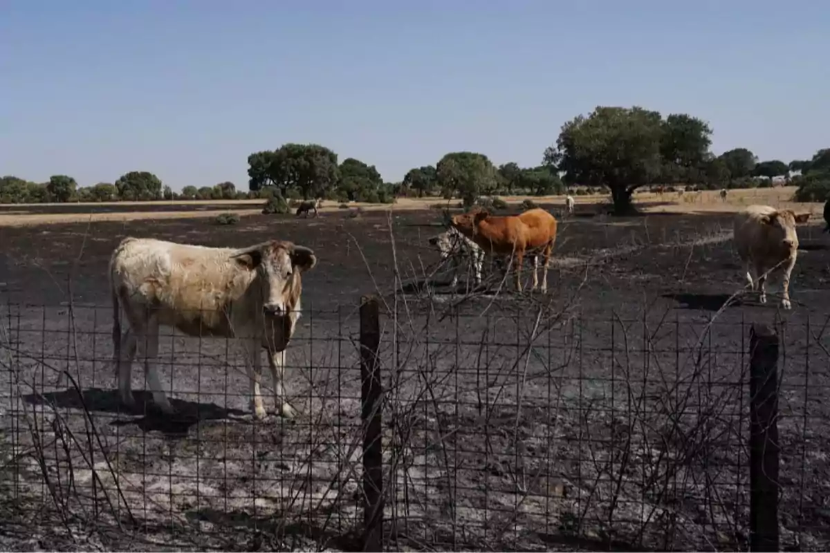 Vacas de pie en un campo quemado detrás de una cerca de alambre con árboles al fondo bajo un cielo despejado Vacas de pie en un campo quemado detrás de una cerca de alambre con árboles al fondo bajo un cielo despejado