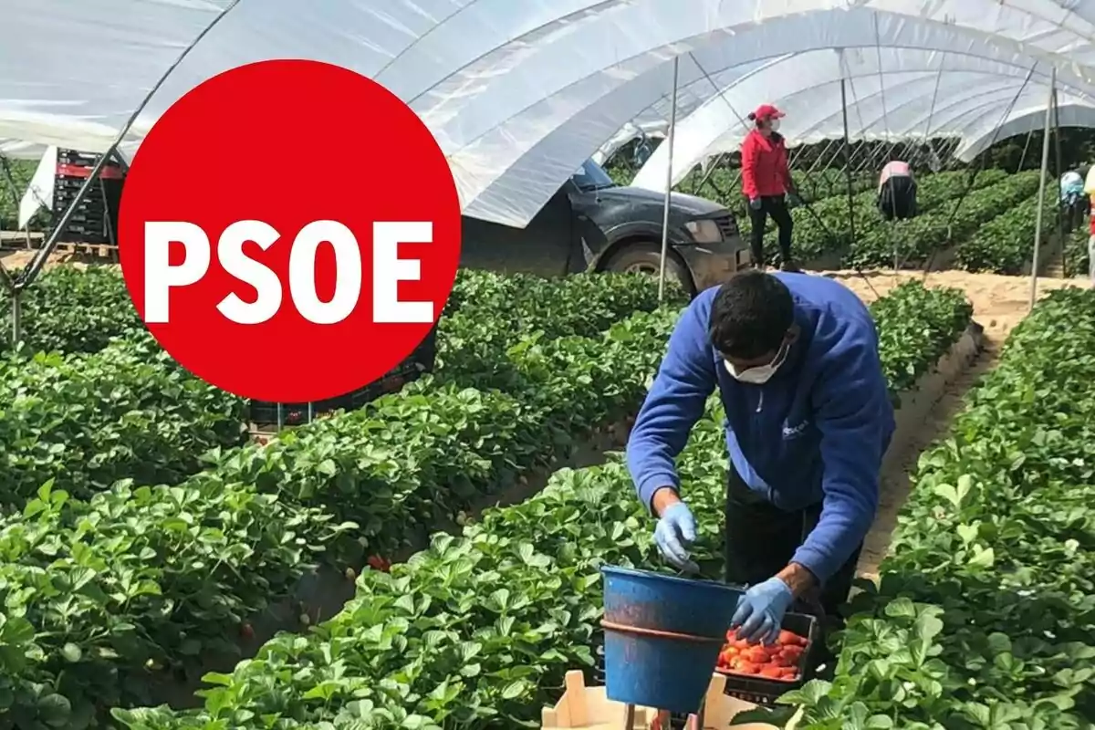 Un trabajador agrícola con mascarilla y guantes recoge fresas en un invernadero mientras un gran círculo rojo con las letras PSOE aparece en la imagen