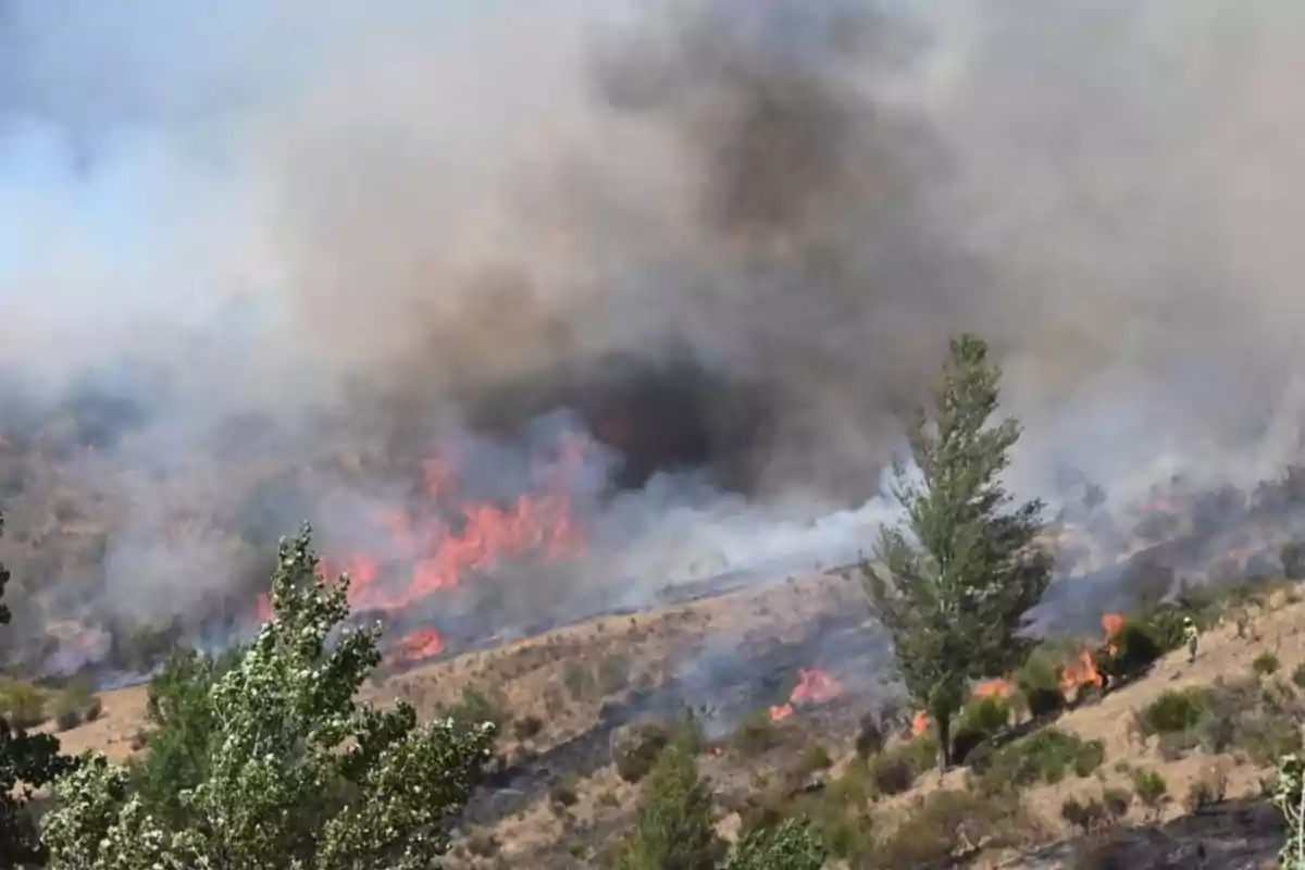 Incendio forestal en una zona de vegetación seca con humo denso y llamas visibles entre los árboles y arbustos.