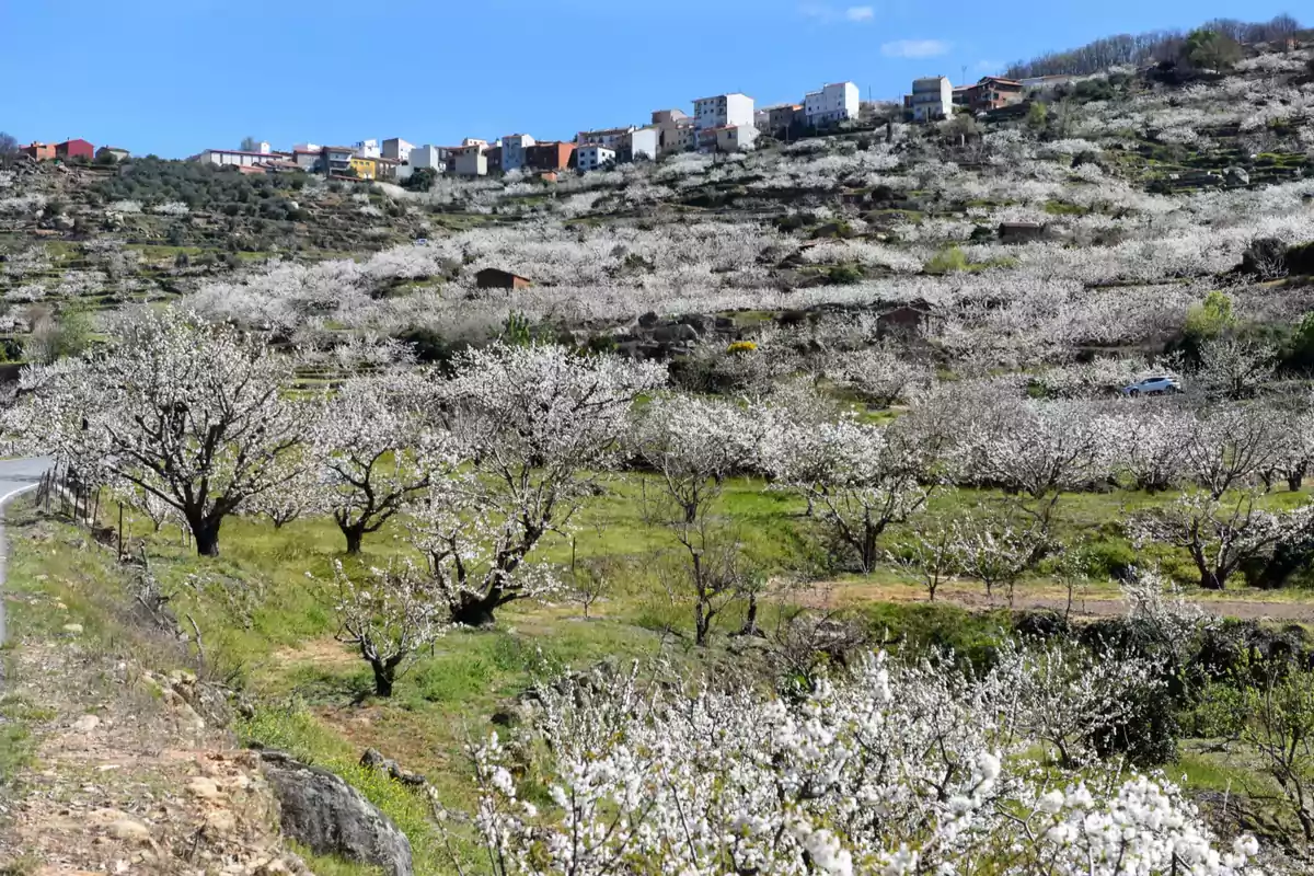 Paisaje de árboles en flor cubriendo una ladera con casas en la parte superior bajo un cielo azul Paisaje de árboles en flor cubriendo una ladera con casas en la parte superior bajo un cielo azul