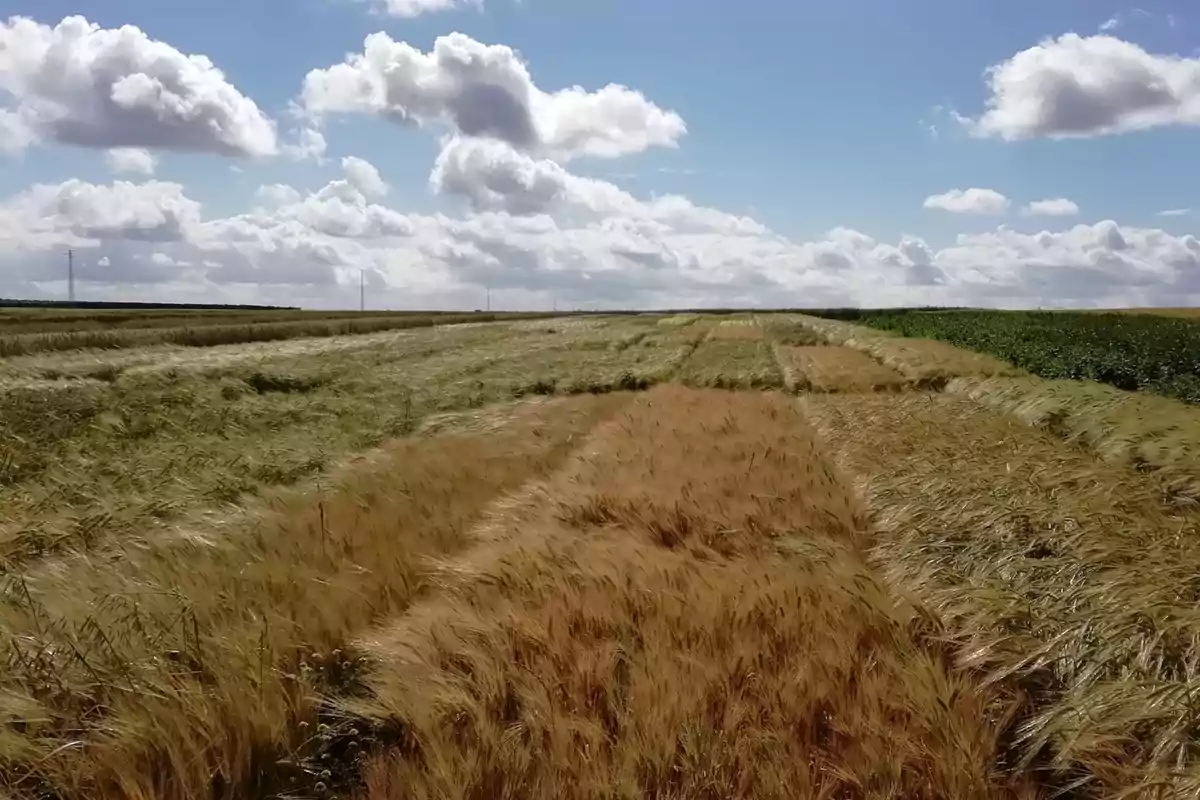 Campo de cultivo con diferentes tonos de trigo bajo un cielo azul con nubes esponjosas
