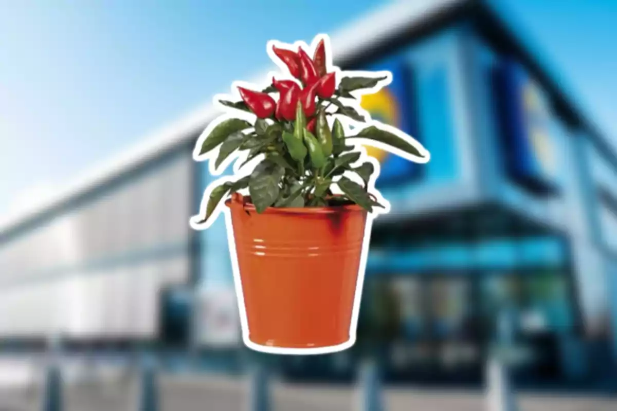 Maceta naranja con planta de chiles rojos y verdes frente a un edificio desenfocado Maceta naranja con planta de chiles rojos y verdes frente a un edificio desenfocado