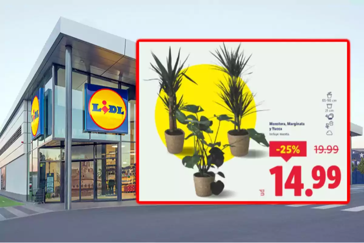 Fachada de una tienda Lidl con un cartel promocional de plantas en oferta a 14.99 euros con un descuento del 25 por ciento Fachada de una tienda Lidl con un cartel promocional de plantas en oferta a 14.99 euros con un descuento del 25 por ciento
