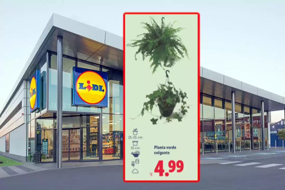 Fachada de una tienda Lidl con un anuncio de plantas verdes colgantes a 4.99 euros