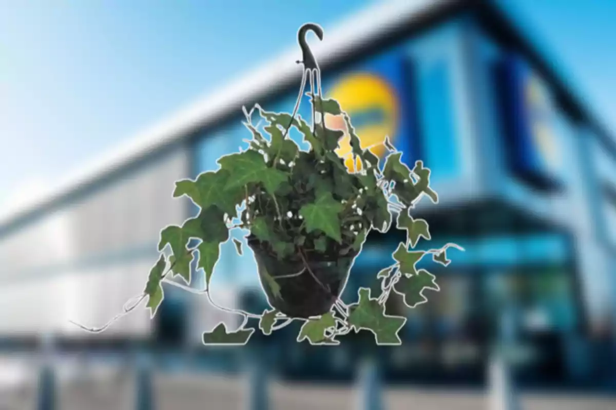 Maceta colgante con planta de hojas verdes frente a un edificio moderno desenfocado