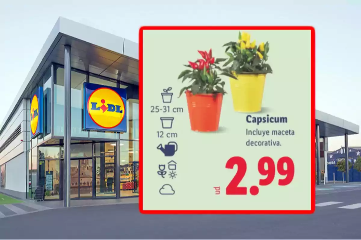 Fachada de una tienda Lidl con un anuncio de oferta de plantas capsicum en maceta decorativa por 2.99 euros Fachada de una tienda Lidl con un anuncio de oferta de plantas capsicum en maceta decorativa por 2.99 euros