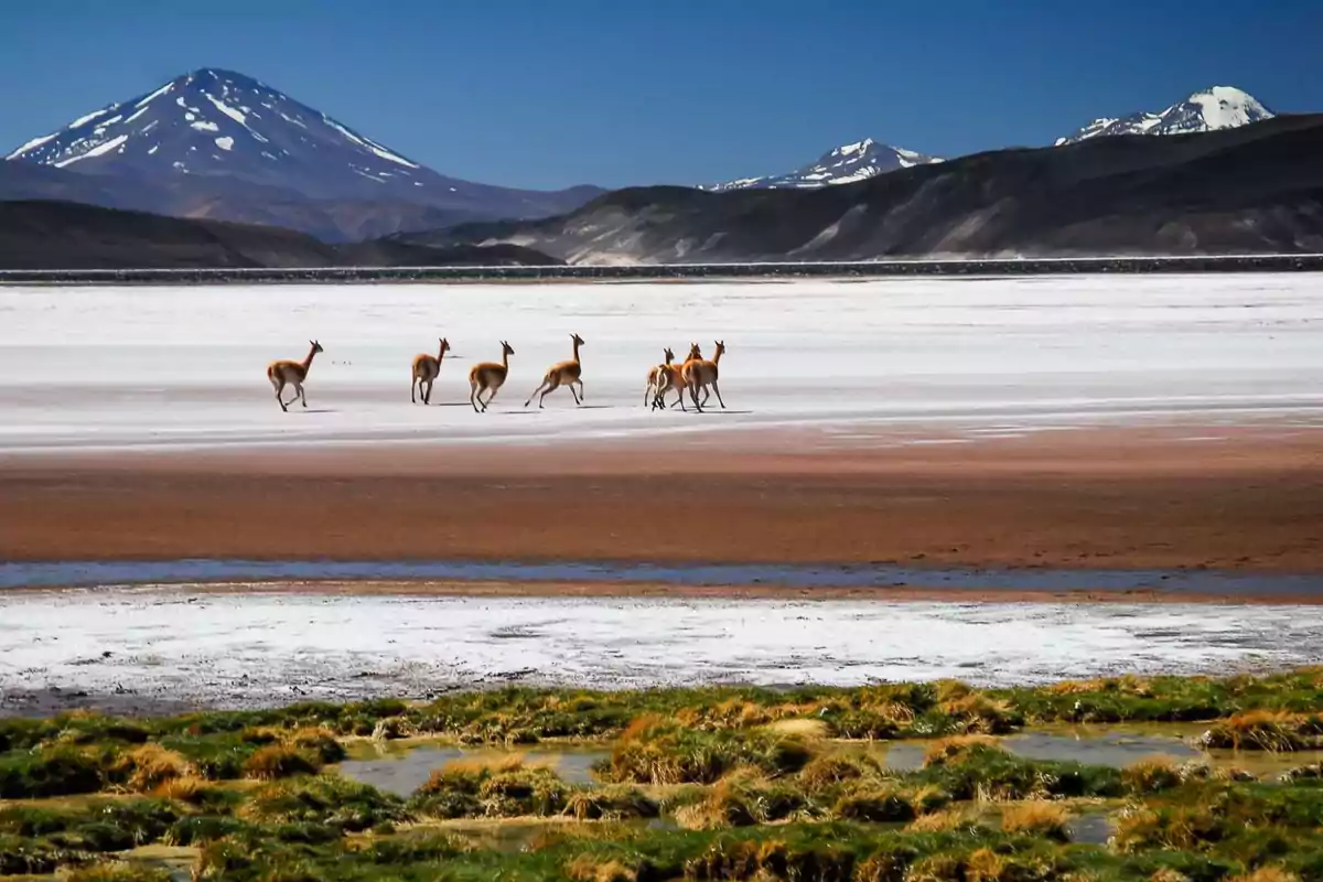 Grupo de vicuñas caminando sobre un salar con montañas nevadas al fondo y vegetación en primer plano