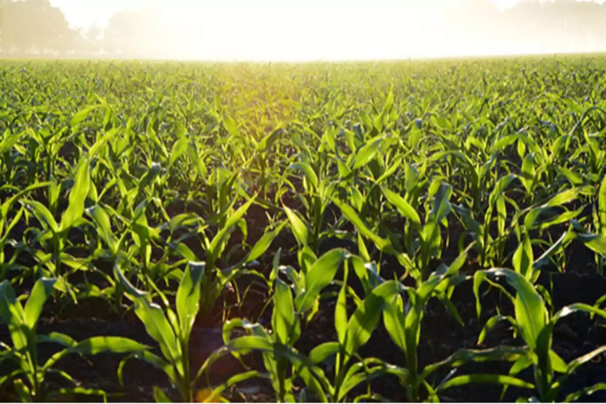 Campo de maíz joven iluminado por la luz del sol al amanecer