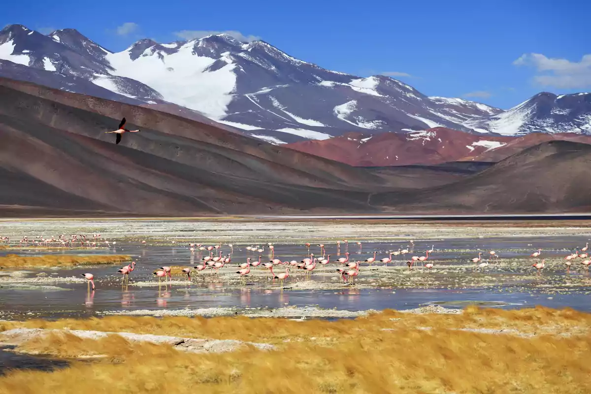 Flamencos en una laguna altiplánica rodeada de montañas nevadas y vegetación amarilla bajo un cielo azul Flamencos en una laguna altiplánica rodeada de montañas nevadas y vegetación amarilla bajo un cielo azul