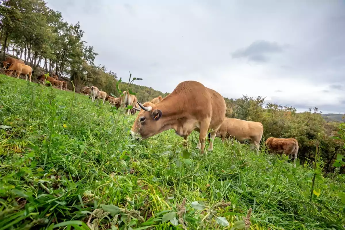Vacas pastando en un prado verde bajo un cielo nublado rodeadas de árboles y vegetación