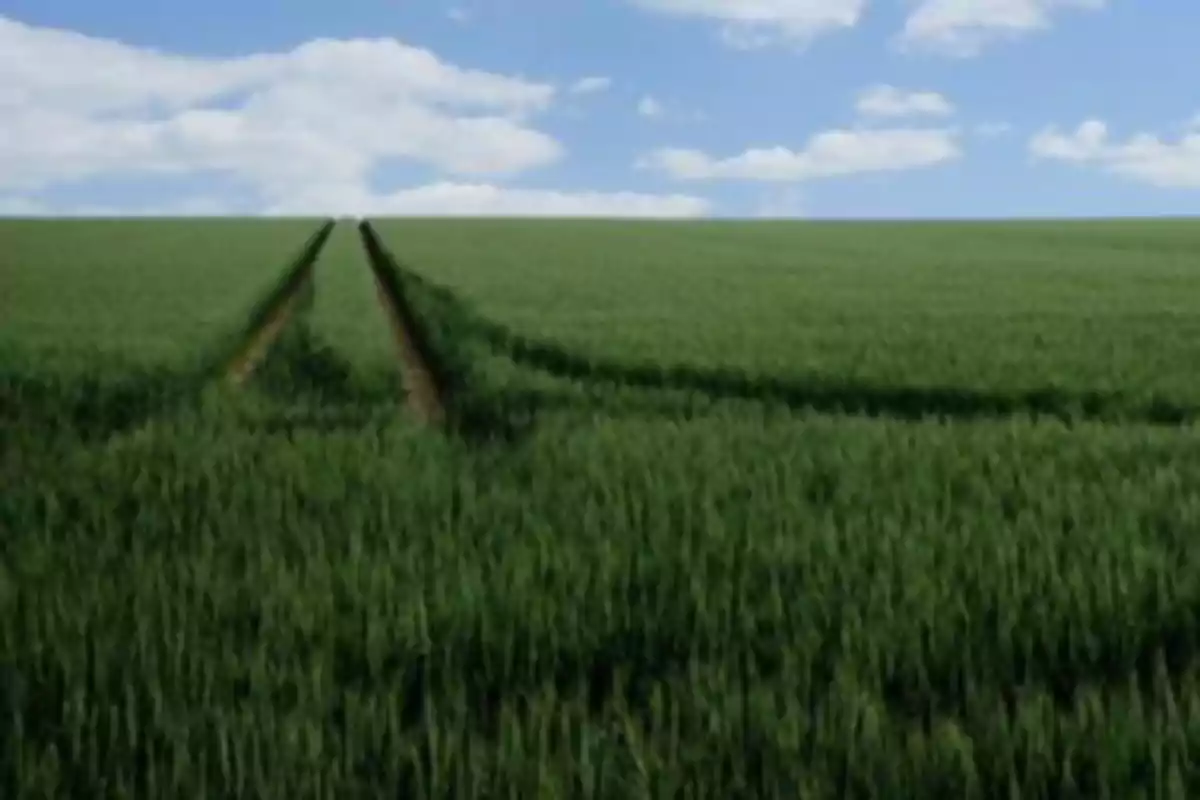 Campo verde con surcos y cielo azul con nubes