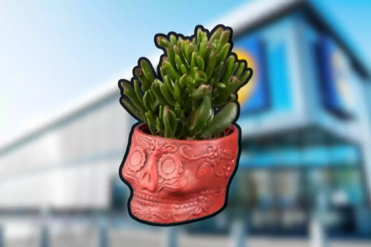 Maceta roja con forma de calavera decorada con flores y una suculenta verde al frente de un edificio moderno desenfocado Maceta roja con forma de calavera decorada con flores y una suculenta verde al frente de un edificio moderno desenfocado