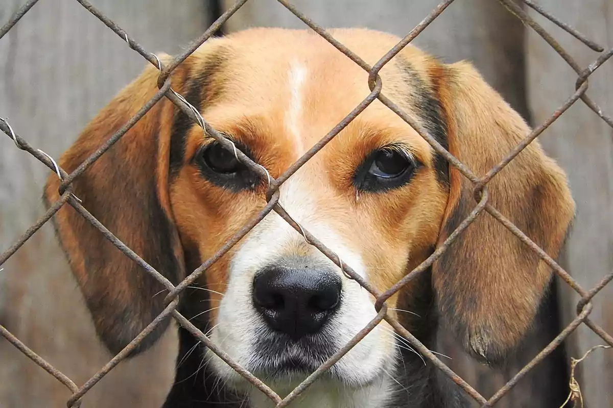 Perro de raza beagle mirando a través de una cerca de alambre con expresión triste