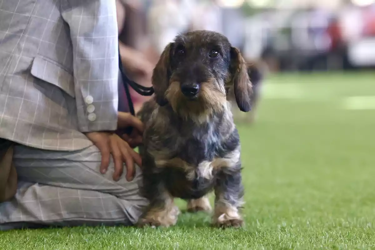 Un perro salchicha de pelo duro está de pie sobre césped junto a una persona vestida con traje claro. Un perro salchicha de pelo duro está de pie sobre césped junto a una persona vestida con traje claro.