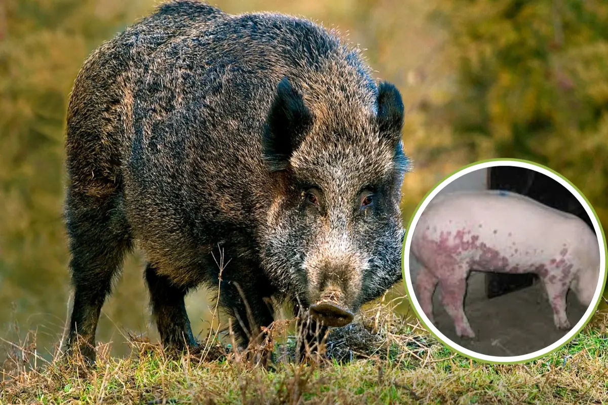 Jabalí de pelaje oscuro en un entorno natural con un recuadro que muestra un cerdo doméstico con manchas en la piel