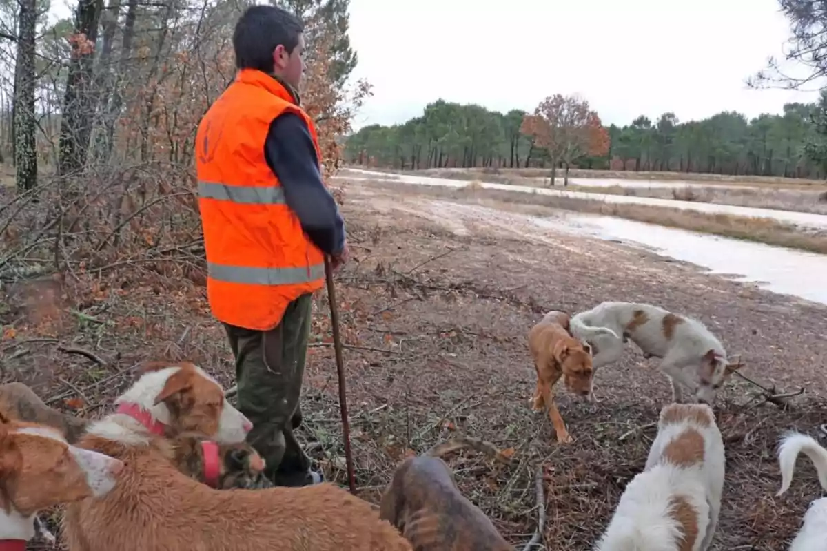 Hombre con chaleco naranja y varios perros en un entorno natural cerca de un camino rodeado de árboles Hombre con chaleco naranja y varios perros en un entorno natural cerca de un camino rodeado de árboles